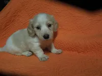 Freedom, a male Miniature Dachshund for sale in Dahlonega, GA – 3 of 3