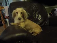 Biscuit, a male Miniature Dachshund for sale in Dahlonega, GA – 3 of 5