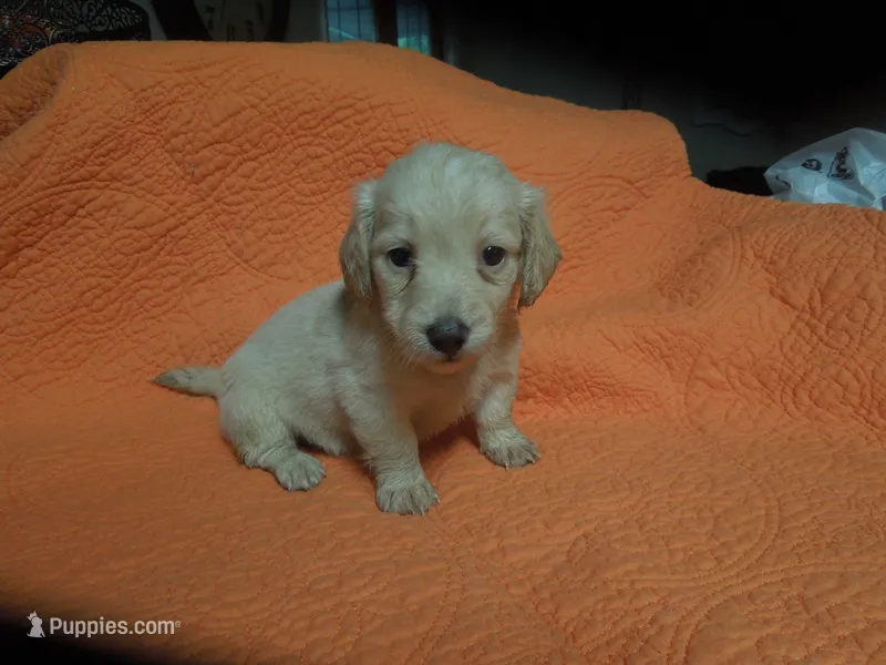 Liberty – Miniature Dachshund puppy for sale in Dahlonega, GA