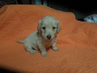 Liberty, a female Miniature Dachshund for sale in Dahlonega, GA – 1 of 4