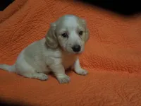 Freedom, a male Miniature Dachshund for sale in Dahlonega, GA – 2 of 3