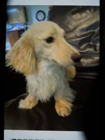 Goose, a male Miniature Dachshund for sale in Dahlonega, GA – 2 of 2