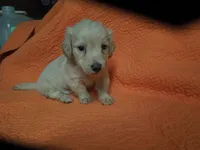 Liberty, a female Miniature Dachshund for sale in Dahlonega, GA – 4 of 4