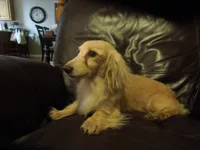 Biscuit, a male Miniature Dachshund for sale in Dahlonega, GA – 4 of 5