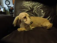Biscuit, a male Miniature Dachshund for sale in Dahlonega, GA – 5 of 5