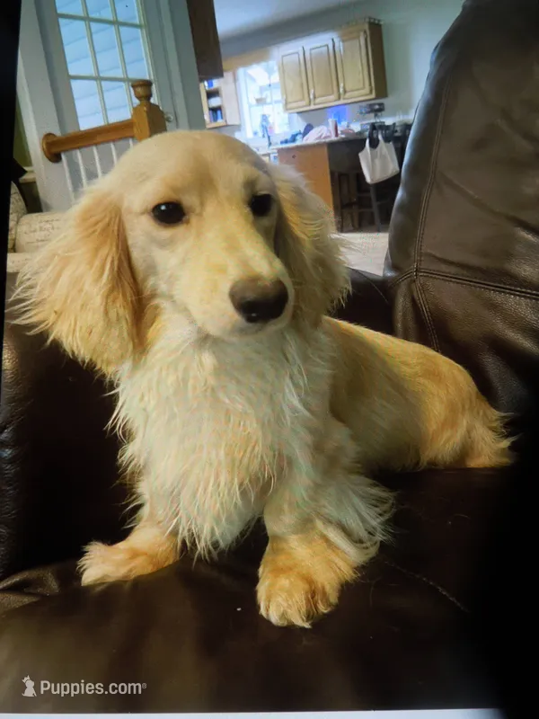 Goose – Miniature Dachshund puppy for sale in Dahlonega, GA