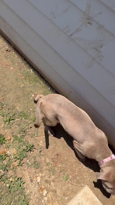 Zoey, a female Cane Corso for sale in Fort Worth, TX – 2 of 2