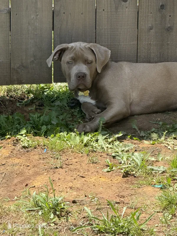 Zoey – Cane Corso puppy for sale in Fort Worth, TX