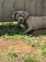 Zoey, a female Cane Corso for sale in Fort Worth, TX – 1 of 2