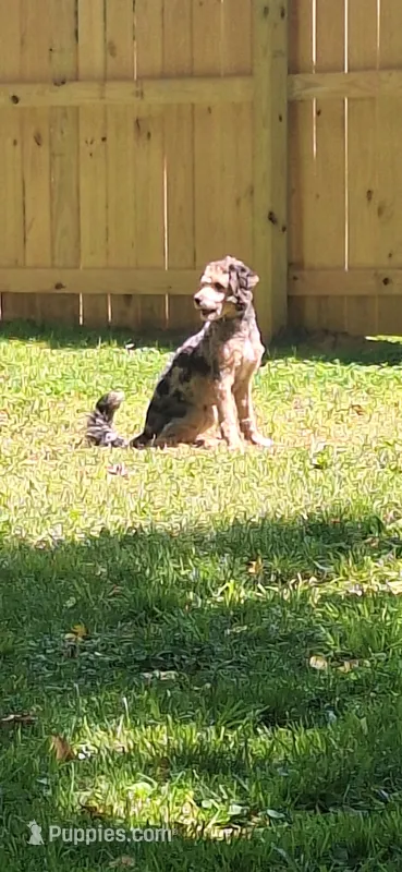 Jack – Miniature Aussiedoodle puppy for sale in Owensboro, KY