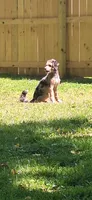 Jack, a male Miniature Aussiedoodle for sale in Owensboro, KY – 1 of 3