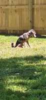 Jack, a male Miniature Aussiedoodle for sale in Owensboro, KY – 2 of 3