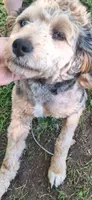 Jack, a male Miniature Aussiedoodle for sale in Owensboro, KY – 3 of 3