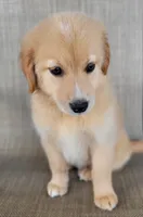 Dollie , a female Australian Shepherd and Golden Retriever for sale in Limestone, TN – 6 of 9