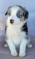 Lina, a female Australian Shepherd for sale in Limestone, TN – Photo 1 of 4