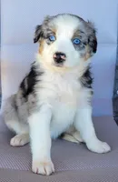 Lina, a female Australian Shepherd for sale in Limestone, TN – Photo 4 of 4