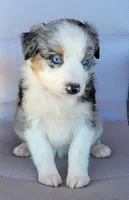 Lina, a female Australian Shepherd for sale in Limestone, TN – Photo 2 of 4
