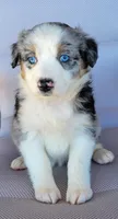 Lina, a female Australian Shepherd for sale in Limestone, TN – Photo 3 of 4
