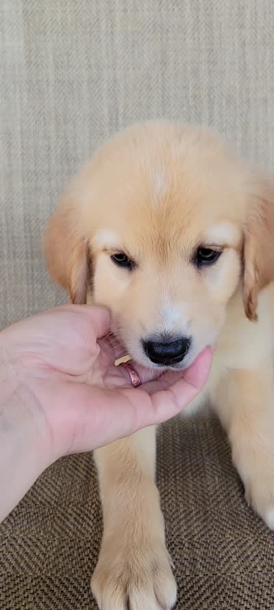 Elsa , a female Australian Shepherd and Golden Retriever for sale in Limestone, TN – 8 of 8