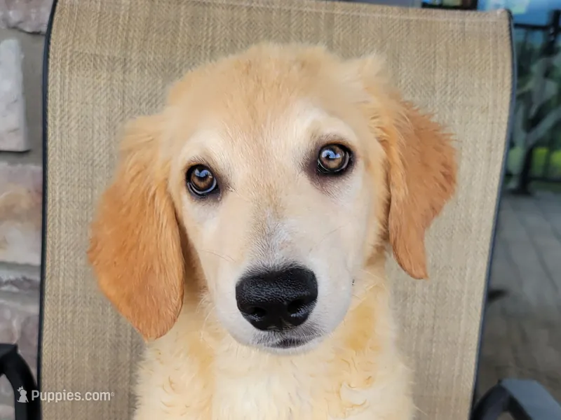 Elsa  – Australian Shepherd, Golden Retriever puppy for sale in Limestone, TN