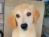 Elsa , a female Australian Shepherd and Golden Retriever for sale in Limestone, TN – 1 of 9