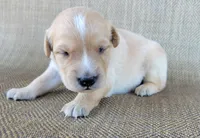 Waffles , a male Australian Shepherd and Golden Retriever for sale in Limestone, TN – 2 of 3