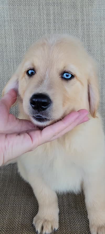 Waffles , a male Australian Shepherd and Golden Retriever for sale in Limestone, TN – 7 of 7