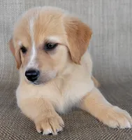 Candie, a female Australian Shepherd and Golden Retriever for sale in Limestone, TN – 4 of 8