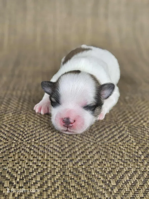 Levi – Shichon puppy for sale in Limestone, TN