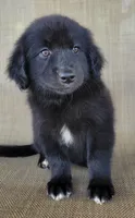Bear, a male Australian Shepherd and Golden Retriever for sale in Limestone, TN – 2 of 8