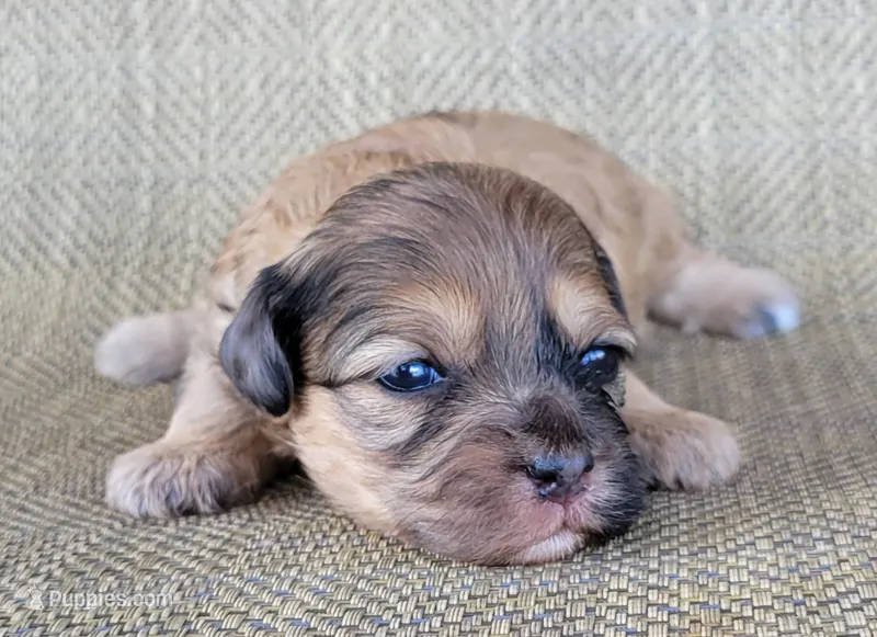 Paris – Shihpoo puppy for sale in Limestone, TN