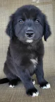 Bluey, a male Australian Shepherd and Golden Retriever for sale in Limestone, TN – 3 of 8