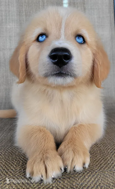 Blake  – Australian Shepherd, Golden Retriever puppy for sale in Limestone, TN