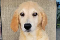 Elsa , a female Australian Shepherd and Golden Retriever for sale in Limestone, TN – 6 of 9
