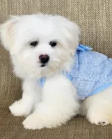 Usher, a male Shichon for sale in Limestone, TN – Photo 3 of 3