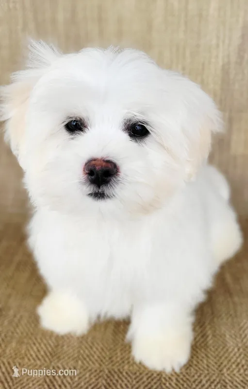 Usher, a male Shichon for sale in Limestone, TN – Photo 1 of 3