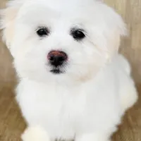 Usher, a male Shichon for sale in Limestone, TN – Photo 3 of 3