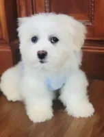 Usher, a male Shichon for sale in Limestone, TN – Photo 2 of 3