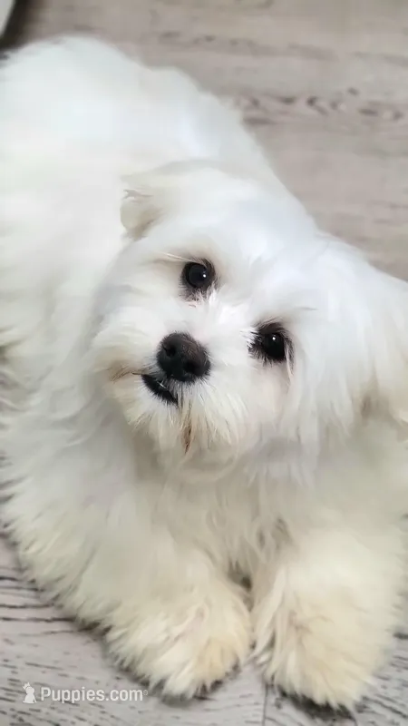 Usher – Shichon puppy for sale in Limestone, TN