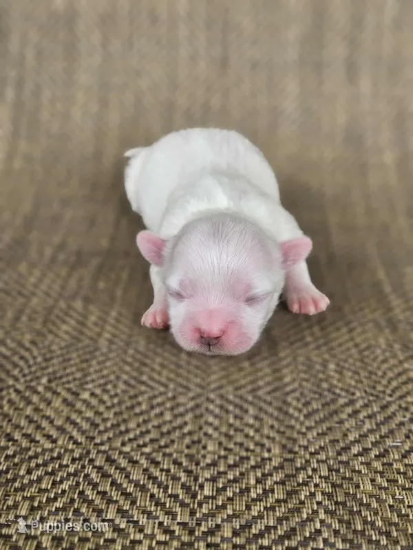 Pearl  – Shichon puppy for sale in Limestone, TN