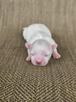 Pearl , a female Shichon for sale in Limestone, TN – 1 of 2