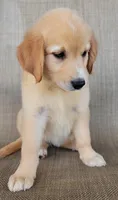 Elsa , a female Australian Shepherd and Golden Retriever for sale in Limestone, TN – 7 of 8