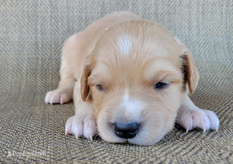 Elsa  – Australian Shepherd, Golden Retriever puppy for sale in Limestone, TN