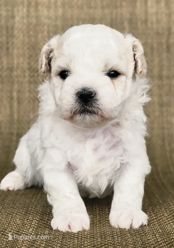 Wayne , a male Shichon for sale in Limestone, TN – Photo 1 of 3
