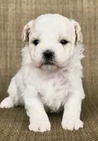 Wayne , a male Shichon for sale in Limestone, TN – Photo 1 of 3