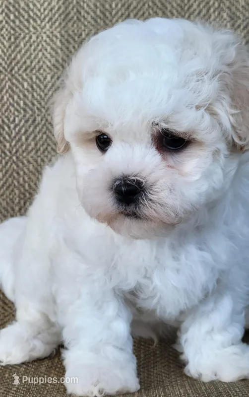 Wayne  – Shichon puppy for sale in Limestone, TN