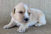 Candie, a female Australian Shepherd and Golden Retriever for sale in Limestone, TN – 3 of 4