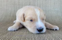 Blake , a male Australian Shepherd and Golden Retriever for sale in Limestone, TN – 3 of 3
