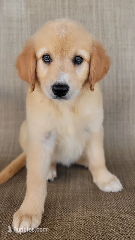 Elsa  – Australian Shepherd, Golden Retriever puppy for sale in Limestone, TN