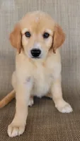 Elsa , a female Australian Shepherd and Golden Retriever for sale in Limestone, TN – 1 of 8